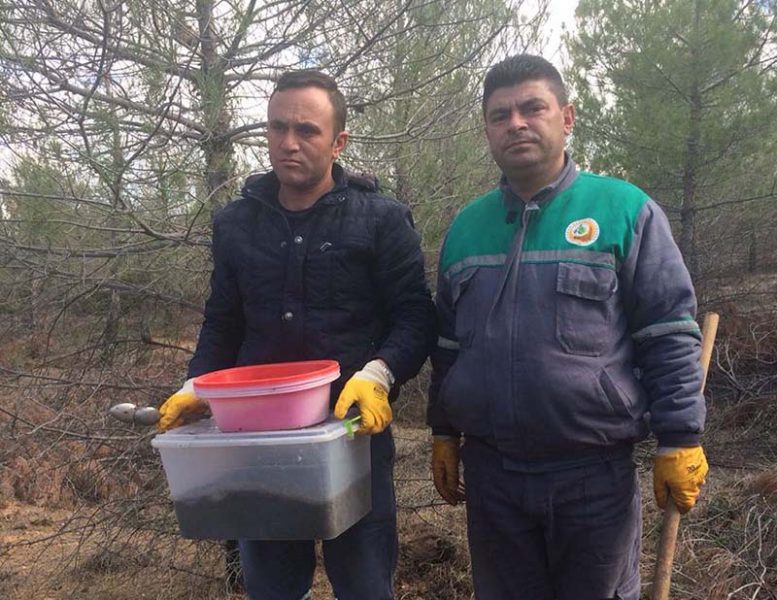 Dinar Orman İşletme Müdürlüğü Orman Zararlıları İle Biyolojik Mücadele Ediyor