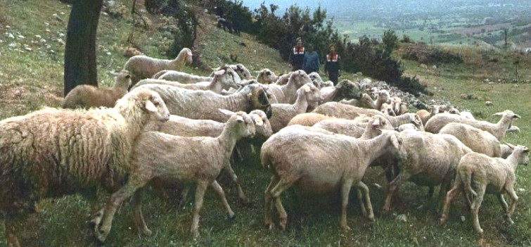 Dinar'da Hayvan Hırsızları Bakın Nasıl Yakalandı