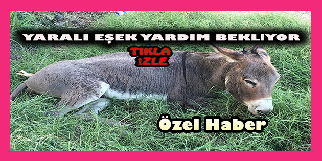 Yaralı Eşek Yardım Bekliyor