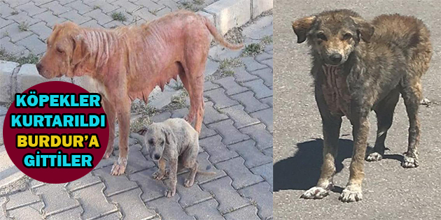 Burdur’dan Dinar’a Geldiler, Hasta Köpekler Tedaviye Götürüldü