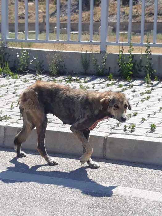 Dinarda Sokak Hayvanları Yardım Bekliyor