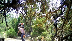 Ormanların gizli gözleri devrede;