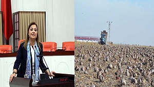 Köksal: Pancar üreticilerinin mağduriyetleri giderilecek mi?