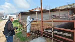 Dinar'da Karasinek ve larva ilaçlama çalışmaları başladı