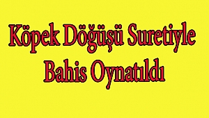 Köpek Döğüşü Suretiyle Bahis Oynatıldı