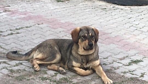 Dinar'da Kayıp Köpek İlanı