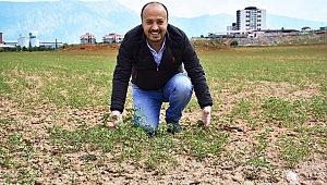 Dazkırı Belediyesine Ait Tarlalardaki Tohumlar Yeşerdi