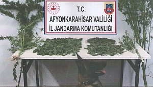 Dinar'da Esrar Kenevir Yakalandı