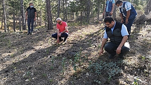 Dinarda Ormancılık Çalışmaları Devam ediyor