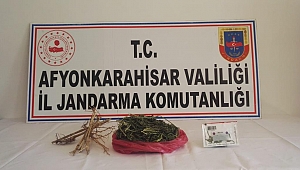Jandarmadan Sandıklı ‘da Kenevir operasyon