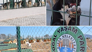 Başkan Sarı’dan 4 Ekim Dünya Hayvanları Koruma Günü” mesajı