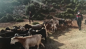 Kayıp olan 38 adet küçükbaş hayvan bulundu