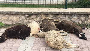 Kuzuları Ölen Genç Vatandaş Kuzuları İlçe Tarım Müdürlüğünün Önüne Bıraktı