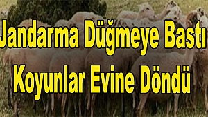 Jandarma Düğmeye Bastı Koyunlar Evine Döndü