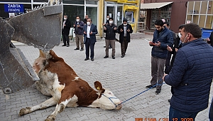 Tatarlı'da Yağmur Duasında 3 Kurban Kesildi