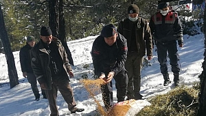 Dinar’da jandarma Yaban Hayata Yem Bıraktı