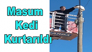 Masum Kedi Kurtarıldı