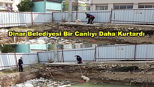 Dinar Belediyesi Bir Canlıyı Daha Kurtardı