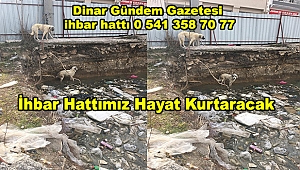Dinar'da Kazılan Çukura Düşen Köpeğin Biri Öldü Biri İse Hayata Tutunmaya Çalışıyor