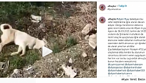 FETÖ'CÜLERE 1 MİLYON, SOKAK HAYVANLARINA ÖTENAZİ İLE ÖLÜM ..