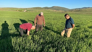 Müdürümüz Yüksel Arslan Tarlalarda inceleme yaptı