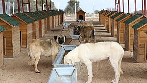 Dinar'da Sokak Hayvanları Merkezinde Veteriner Yetersiz