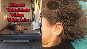 Dinar'da Cinsi Kurt Köpek 7 Yaşındaki Çocuğu Ağır Yaraladı