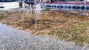 Dinar Halkı Suçıkan Havuz Temizlenmeli