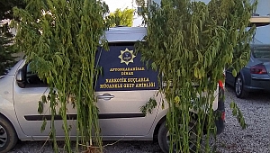 Başmakçı'da Kenevir Ele Geçirildi