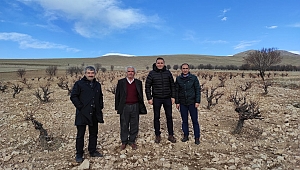 Dinar’da Bağcılığı Geliştirmek Amacı ile Çalışma Başladı