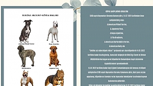Köpek Sahiplerinin dikkatine