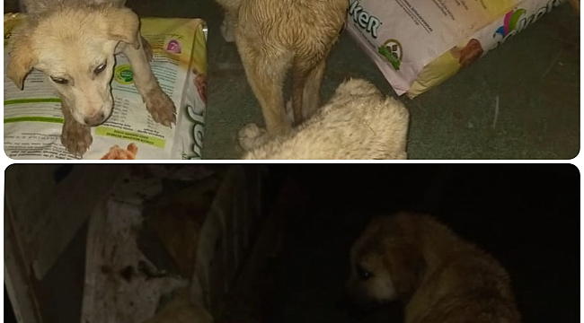 Belediyemiz yoğun kar altında doğaya atılmış can dostlarımızıda unutmadı