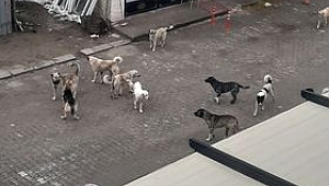 Dinar'da ki Sayısız Başı Boş Sokak Köpekleriyle ilgili şikayetler....