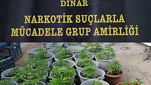 Dinar’da 76 kök hint keneviri ele geçirildi