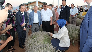 Dinar'da Lavanta Hasat Şenliği Yapıldı