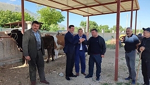 Tatarlı’da Kurban Bayramı'nın yaklaşmasıyla hayvan pazarı kuruldu