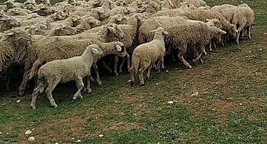 Dinar’da Çobanlar Silahlı Kavga Etti