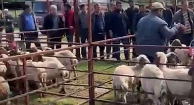 Hayvan pazarında kurban satışları başladı