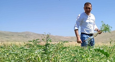 Nohut Projemiz Yüz Güldürüyor
