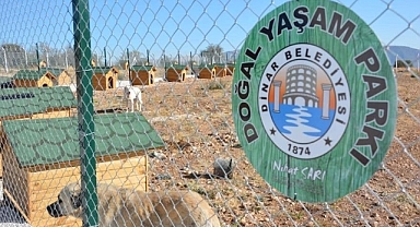 Av. İbrahim Özgül'den Barınakla ilgili Açıklama