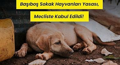 Başıboş Sokak Hayvanları Yasası Mecliste Kabul Edildi !