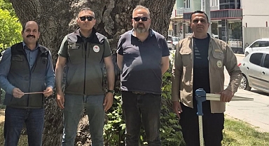 Dinar’da Anıt Ağaçlar Koruma Altına Alınıyor