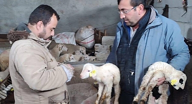 Dinar'da Kurban Bayramı Öncesi Aşı ve Küpe Çalışmaları Devam Ediyor!