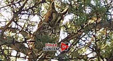 Dinar Toki'de Nadir Görülen 