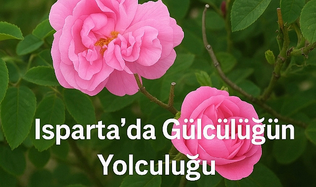 Isparta'da Gülcülüğün Yolculuğu: İlk Hasattan Dünya Pazarına