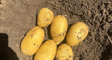 Dinar Çölovası’nda Patates Bereketi: Kınık Köyü