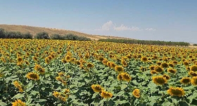 DİNAR OVASI SARI GELİNLİĞİNİ GİYDİ...