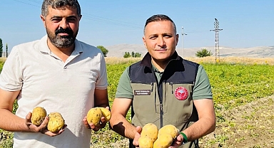 MEŞHUR ÇÖL OVASI PATATESİNDE HASAT BAŞLADI...