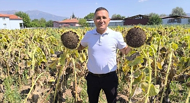 DİNAR'DA AYÇİÇEĞİ HASADI BAŞLADI...