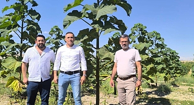 Dünya'nın En Hızlı Büyüyen Ağacı Olan Pavlonya Bahçesini Ziyaret İçin Haydarlı'dayız